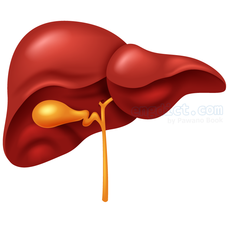 liver แปลว่า ตับ