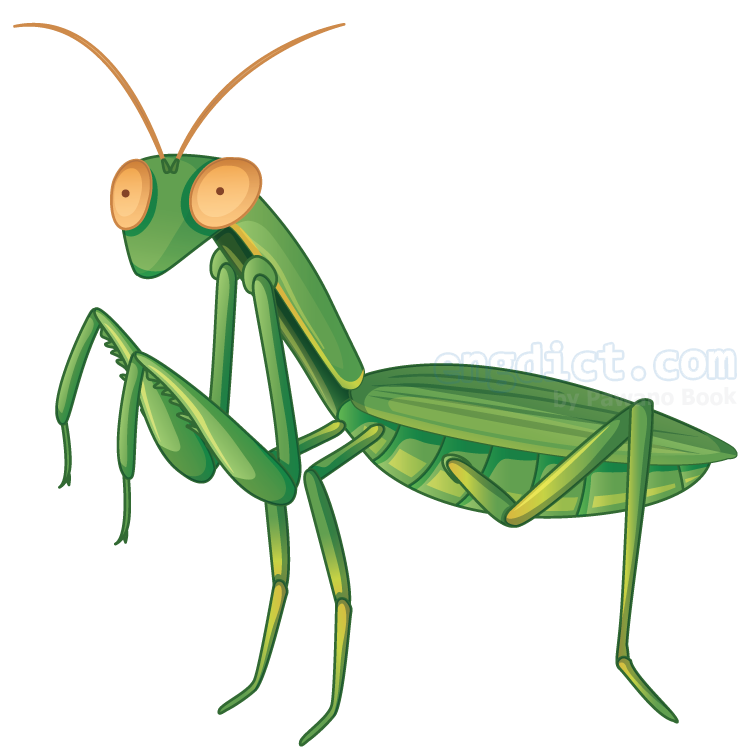 mantis แปลว่า ตั๊กแตนตำข้าว