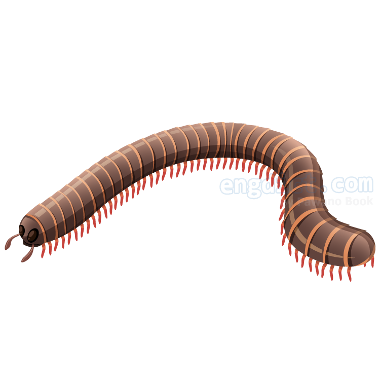 millepede (มิลลิพีด) แปลว่าอะไร? ดูความหมาย ภาพประกอบ ตัวอย่างประโยค | ENGDICT.COM Millepede (มิลลิพีด) แปลว่าอะไร? ดูความหมาย ภาพประกอบ ตัวอย่างประโยค | Engdict.Com