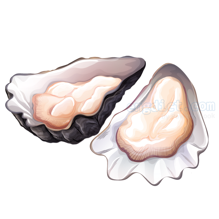 oyster แปลว่า หอยนางรม
