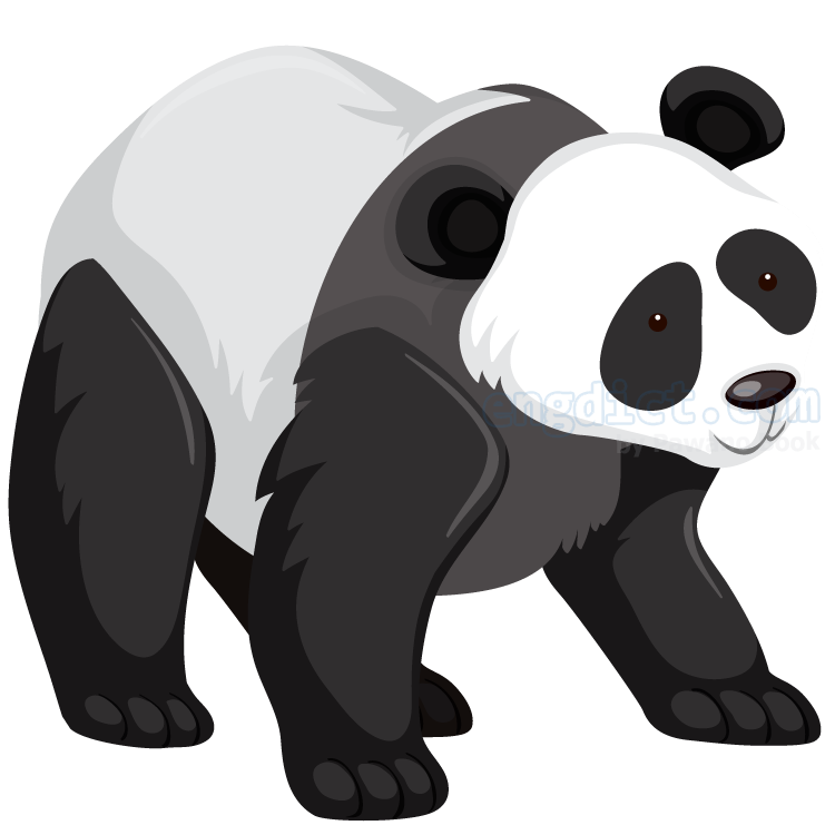 panda แปลว่า หมีแพนด้า