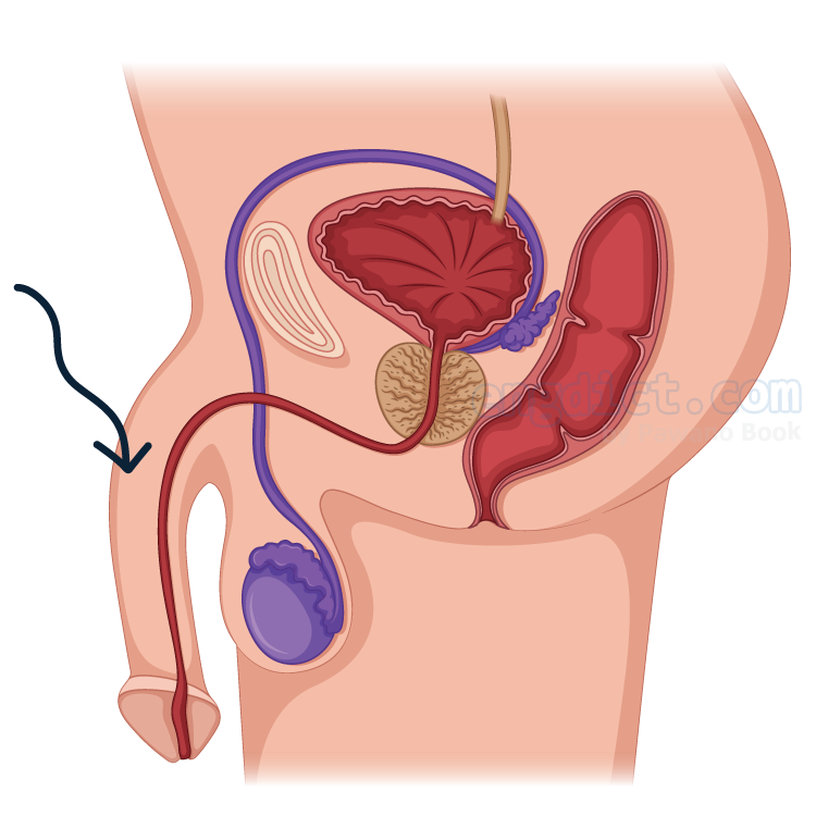 เพศชาย