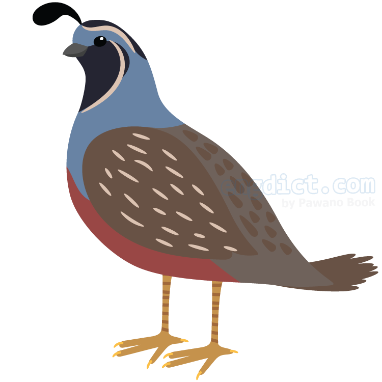 quail แปลว่า นกกระทา