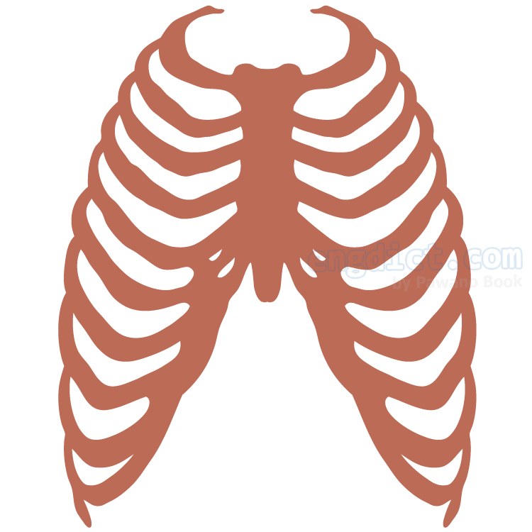 rib แปลว่า ซี่โครง
