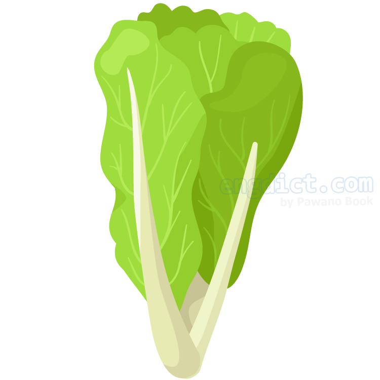 romain lettuce แปลว่า ผักกาดหวาน