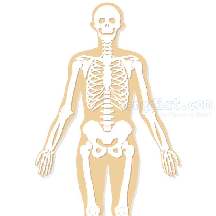 skeleton แปลว่า โครงกระดูก