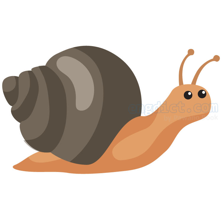 snail แปลว่า หอยทาก