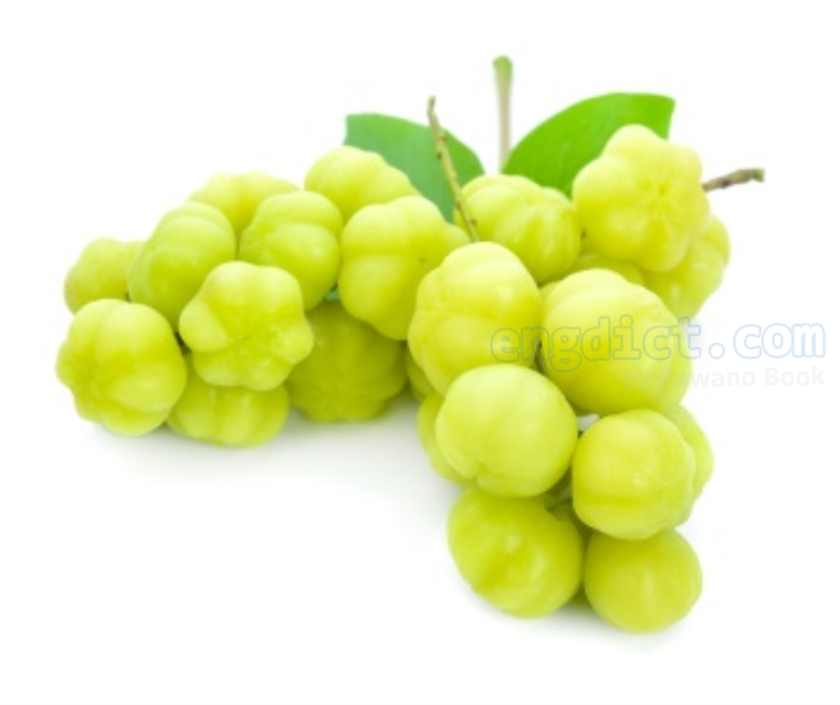 star gooseberry แปลว่า มะยม