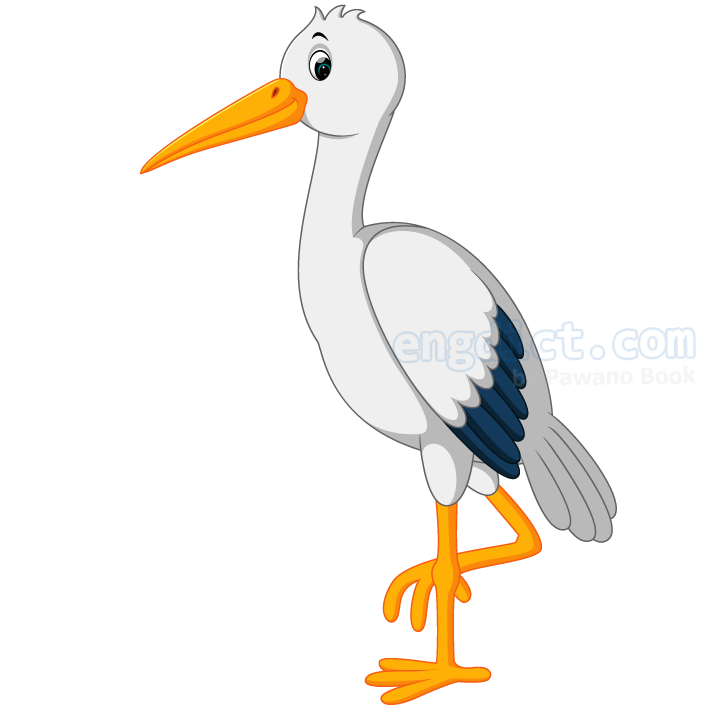 stork แปลว่า นกกระสา