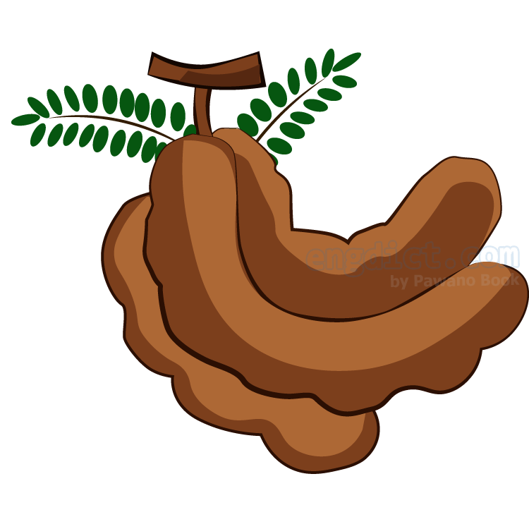 tamarind แปลว่า มะขาม