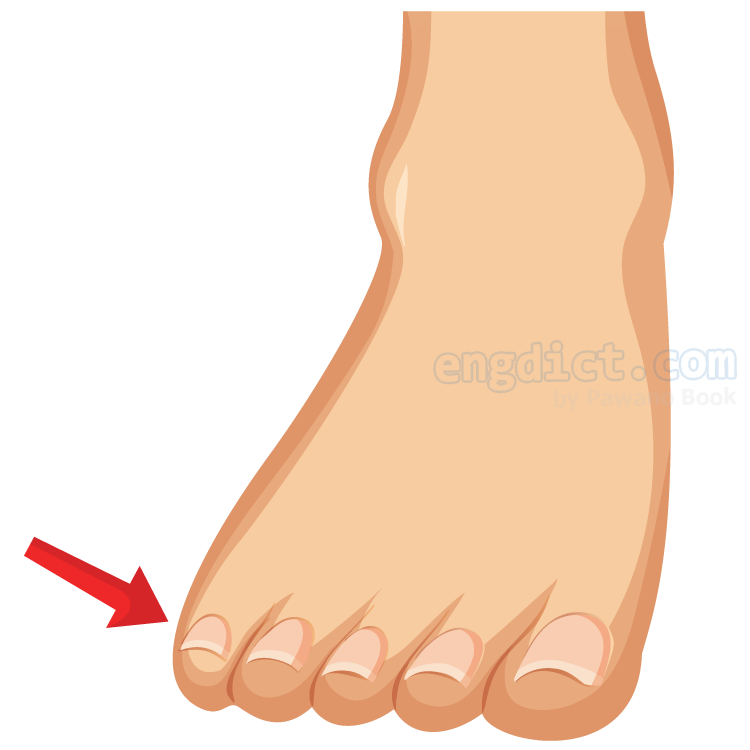 toe แปลว่า นิ้วเท้า