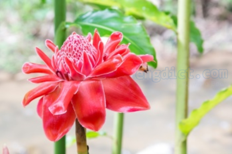 torch ginger (ทอช จินเจอะ) แปลว่าอะไร? ดูความหมาย ภาพประกอบ ตัวอย่างประโยค | ENGDICT.COM Torch Ginger (ทอช จินเจอะ) แปลว่าอะไร? ดูความหมาย ภาพประกอบ ตัวอย่างประโยค | Engdict.Com