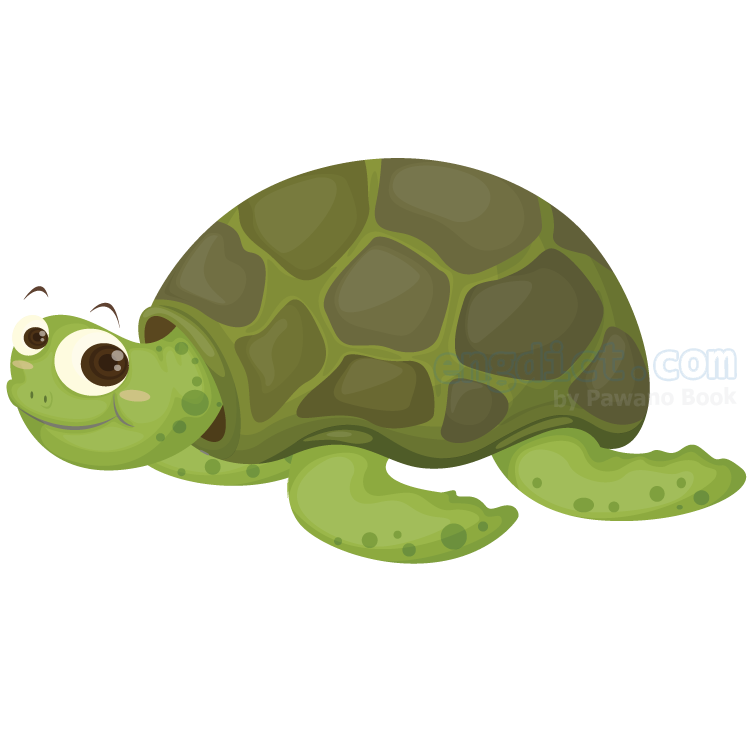 turtle แปลว่า เต่า