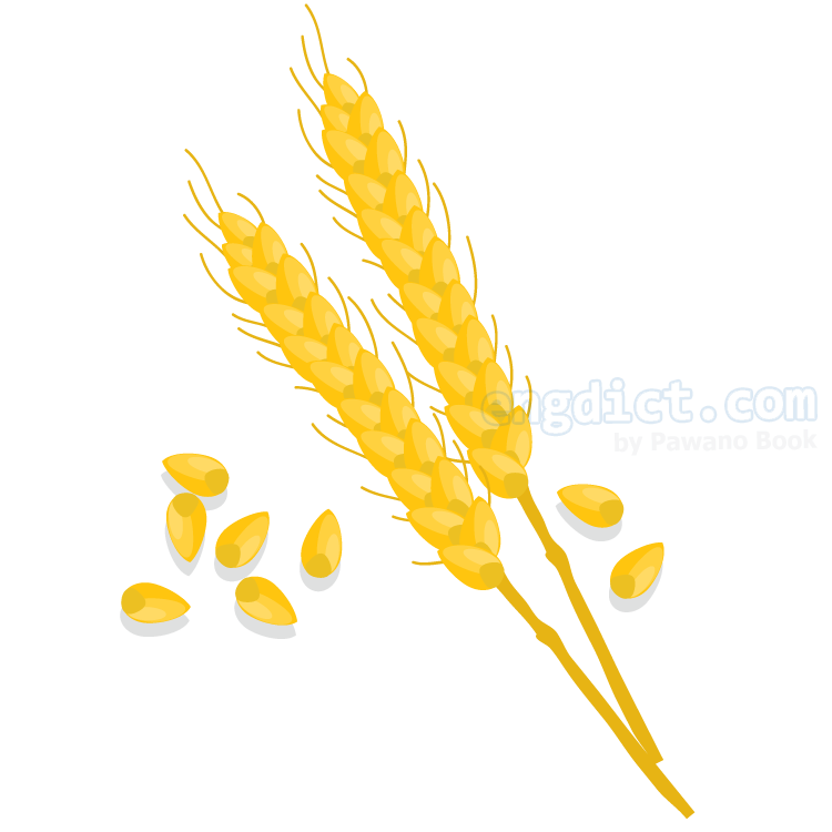 Wheat (วีท) แปลว่าอะไร? ดูความหมาย ภาพประกอบ ตัวอย่างประโยค | Engdict.Com