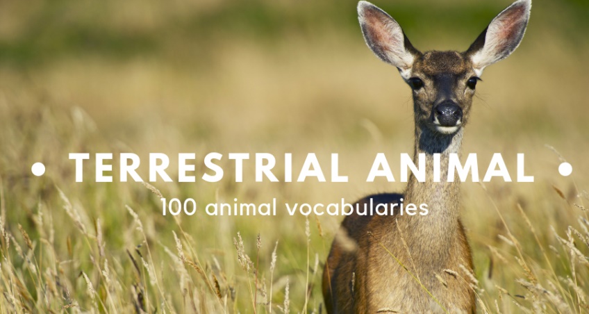 ชื่อสัตว์บก เป็นภาษาอังกฤษ