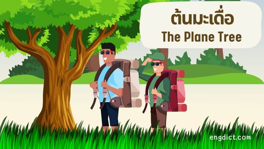 ต้นมะเดื่อ | The Plane Tree