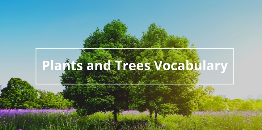 คำศัพท์ภาษาอังกฤษ ส่วนประกอบของพืช