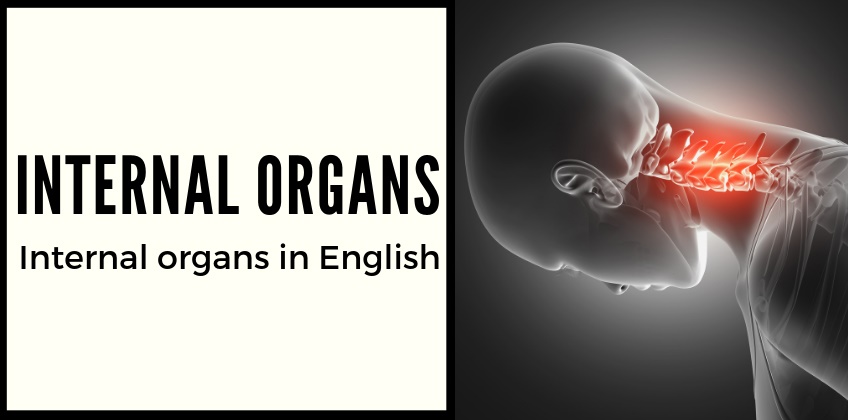 คำศัพท์ภาษาอังกฤษ อวัยวะภายในของร่างกาย
