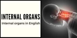 คำศัพท์ภาษาอังกฤษเรียกชื่ออวัยวะภายในของร่างกาย