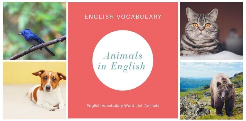 คำศัพท์ภาษาอังกฤษหมวดสัตว์ สำหรับชั้น ป.1