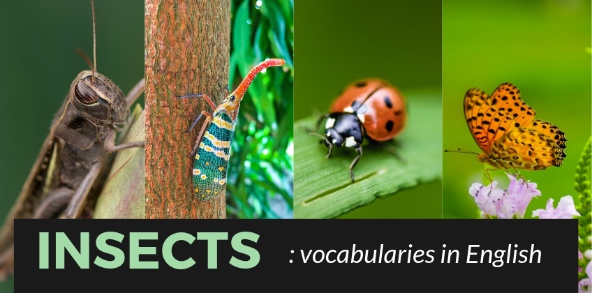 คำศัพท์ภาษาอังกฤษเกี่ยวกับแมลง