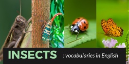 คำศัพท์หมวดสัตว์ประเภทแมลง เป็นภาษาอังกฤษ