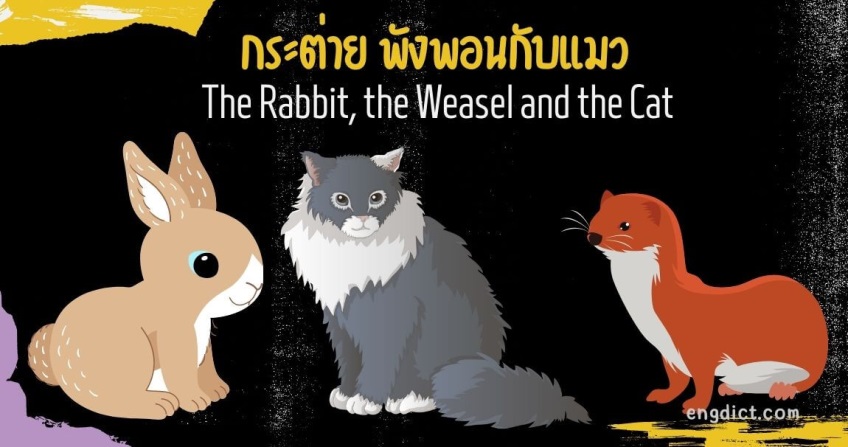 กระต่าย พังพอนกับแมว | The Rabbit, the Weasel and the Cat