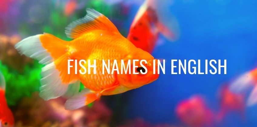 ชื่อเรียกปลา เป็นภาษาอังกฤษ