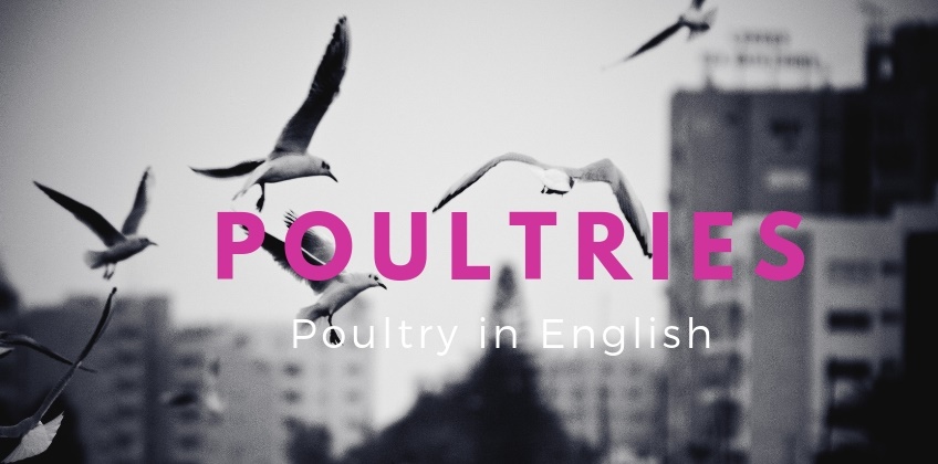 ชื่อสัตว์ปีก เป็นภาษาอังกฤษ