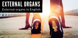 คำศัพท์ภาษาอังกฤษเรียกชื่ออวัยวะภายนอกของร่างกาย