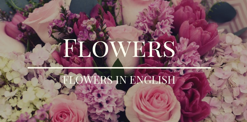 ชื่อดอกไม้ เป็นภาษาอังกฤษ