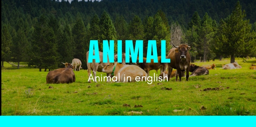 รวมคำศัพท์ภาษาอังกฤษหมวดสัตว์ 100 คำ