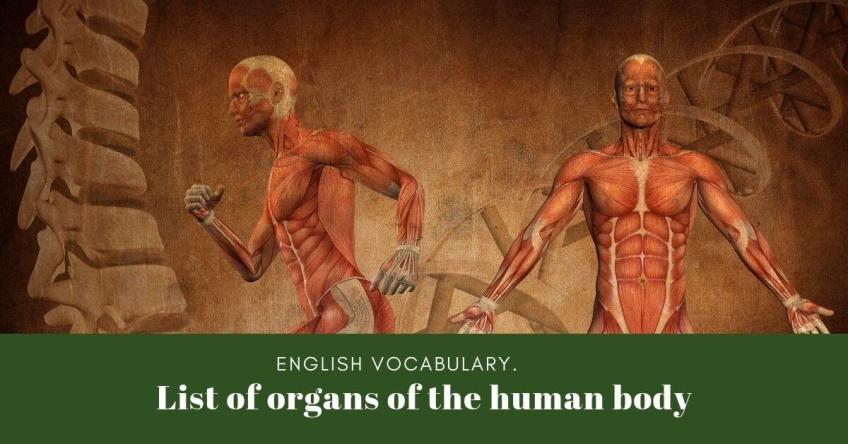 รวมคำศัพท์ภาษาอังกฤษเกี่ยวกับร่างกายของเรา