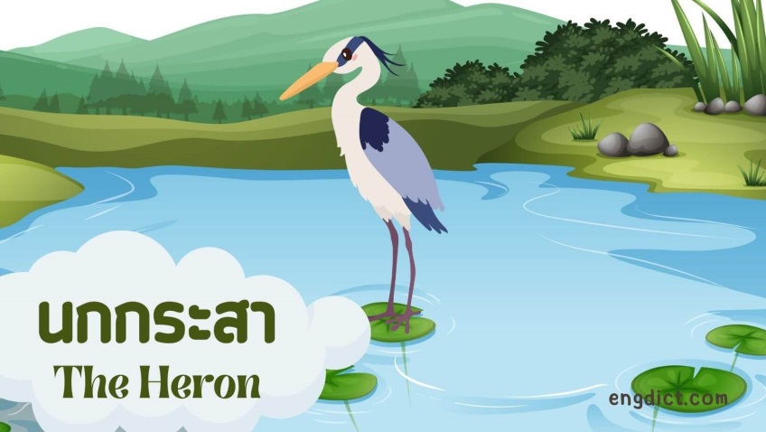 นกกระสา | The Heron