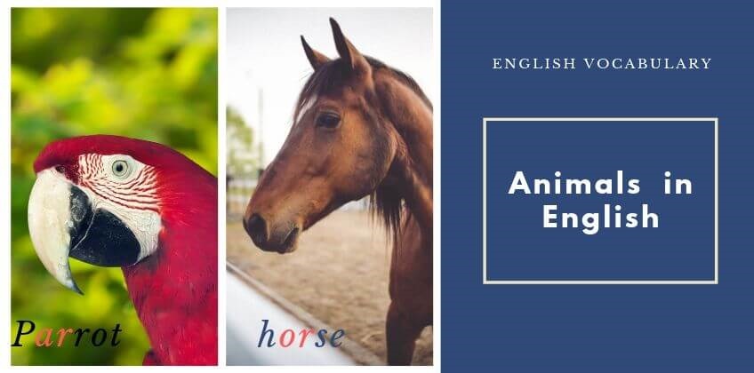 คำศัพท์ภาษาอังกฤษหมวดสัตว์สำหรับ ชั้น ป.3